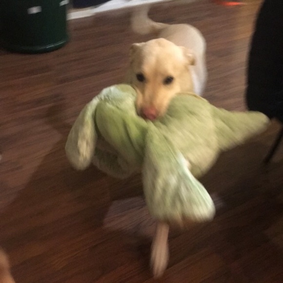 Meet your Posher, Karla - Picture 5 of 5